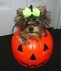 YorkieTalk Halloween 2007 Contest - SUBMIT ENTRIES!-s4010124c.jpg