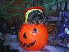 YorkieTalk Halloween 2007 Contest - SUBMIT ENTRIES!-s4010140c.jpg