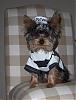 YorkieTalk Halloween 2007 Contest - SUBMIT ENTRIES!-000_0754-672-x-888-.jpg