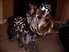 YorkieTalk Halloween 2007 Contest - SUBMIT ENTRIES!-102_6796.jpg