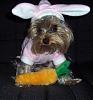 YorkieTalk Halloween 2007 Contest - SUBMIT ENTRIES!-zoeybunny.jpg