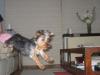 Pic of Joey learning how to jump off the couch-smallpic.jpg