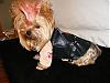 YorkieTalk 2007 Halloween Contest WINNERS!-rockstar.jpg