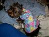 Thank you yorkiegirl83 and Rusty's Momma!!!-zip3.jpg