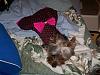 Thank you yorkiegirl83 and Rusty's Momma!!!-yaya1.jpg