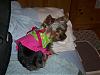 Thank you yorkiegirl83 and Rusty's Momma!!!-yaya2.jpg