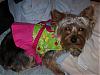 Thank you yorkiegirl83 and Rusty's Momma!!!-yaya4.jpg