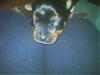 My heart strings are being pulled-new-puppy-10-days.jpg