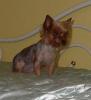 Gwen the naked yorkie-gwen-ben-007.jpg