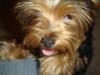 Natural Yorkie Beauty-dsc02214.jpg