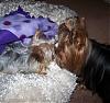 After spay questions?-83-513-x-483-.jpg