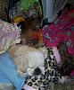 After spay questions?-82-358-x-431-.jpg