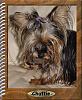 Dear Yorkie Friends-chattiefrog1.jpg
