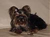 Dear Yorkie Friends-072604a-020.jpg