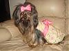 Calling all Darker Yorkies......-dsc04134.jpg