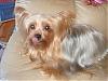 Calling all Darker Yorkies......-dsc04286.jpg