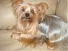 Calling all Darker Yorkies......-dsc04297.jpg