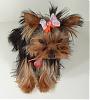 Calling all Darker Yorkies......-12-weeks-sunshine.jpg