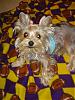 Who's Your Yorkie's YorkieTalk Twin?-dsc00032.jpg