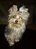 Who's Your Yorkie's YorkieTalk Twin?-mickie_008.jpg