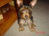 The Ears are finally Up-picture-047.jpg