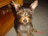 The Ears are finally Up-picture-043.jpg