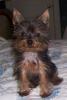 Smiling Yorkie Picture-scout-smiling.jpg