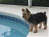 Who's Your Yorkie's YorkieTalk Twin?-florida-107.jpg