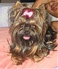 Who's Your Yorkie's YorkieTalk Twin?-img_0281resize.jpg