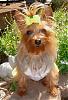 Who's Your Yorkie's YorkieTalk Twin?-sissy-20908.jpg