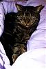 Cats and Yorkies-mog-file0018.jpg
