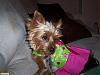 Who's Your Yorkie's YorkieTalk Twin?-picture-08293-medium-.jpg