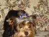 How Many Bows Does Your Yorkie Own?-dsc02131.jpg