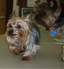 Who's Your Yorkie's YorkieTalk Twin?-jackjackjack.jpg