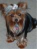 Who's Your Yorkie's YorkieTalk Twin?-sunshine.jpg