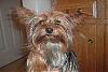Who's Your Yorkie's YorkieTalk Twin?-my-angels-032.jpg