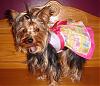Who's Your Yorkie's YorkieTalk Twin?-birthdaystanding.jpg