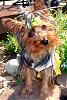 Who's Your Yorkie's YorkieTalk Twin?-angel-908.jpg