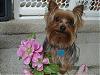 Who's Your Yorkie's YorkieTalk Twin?-emilyerikprompic2006-057.jpg