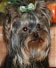 Who's Your Yorkie's YorkieTalk Twin?-izzy-close-up-594-x-722-.jpg