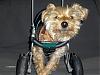 Who's Your Yorkie's YorkieTalk Twin?-hpim1392-4-.jpg