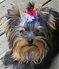 Who's Your Yorkie's YorkieTalk Twin?-izzy-close-up-compare-sophie.jpg