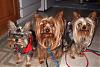Who's Your Yorkie's YorkieTalk Twin?-thelittledoggies2007-014.jpg