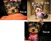 Who's Your Yorkie's YorkieTalk Twin?-tl-twins.jpg