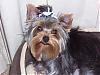 Who's Your Yorkie's YorkieTalk Twin?-102_6744.jpg