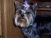 Who's Your Yorkie's YorkieTalk Twin?-102_6830.jpg