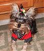 Who's Your Yorkie's YorkieTalk Twin?-thelittledoggies2007-002.jpg