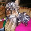 Who's Your Yorkie's YorkieTalk Twin?-mattieinholloweendressfromjodie2007-002.jpg