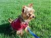 Who's Your Yorkie's YorkieTalk Twin?-reecey-may-019.jpg