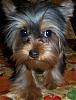 Who's Your Yorkie's YorkieTalk Twin?-asophie-1-.jpg